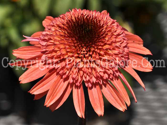 PGC-P-Echinacea-Raspberry-Truffle-8-002