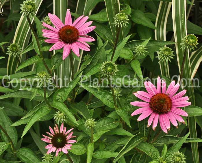 PGC-P-Echinacea-Rubinstein-6-28-001