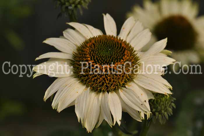 PGC-P-Echinacea-Virgin-2010-03