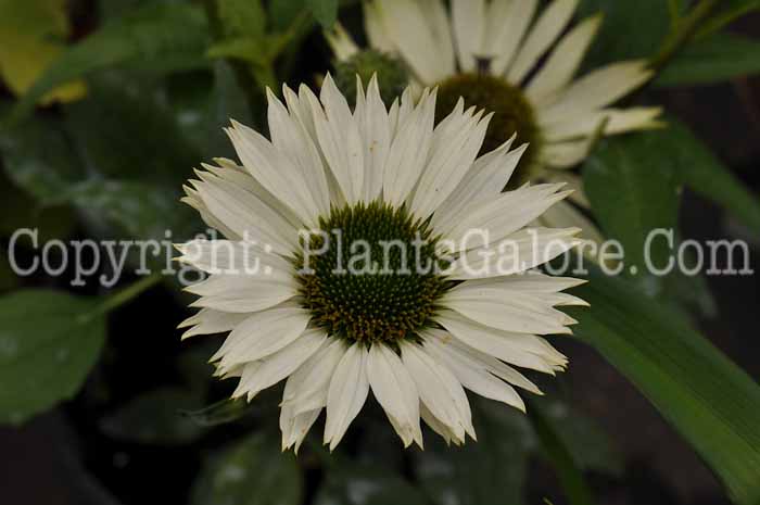 PGC-P-Echinacea-Virgin-2010-09