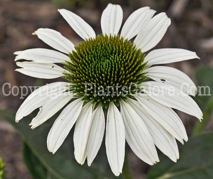 PGC-P-Echinacea-White-Nathalie-02