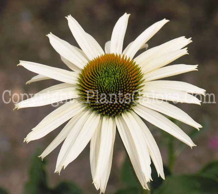 PGC-P-Echinacea-White-Swan-03