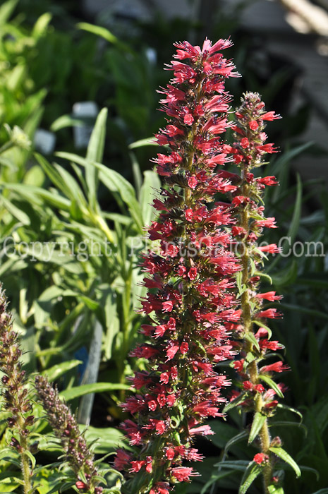 PGC-P-Echium-amoenum-Red-Feathers-1