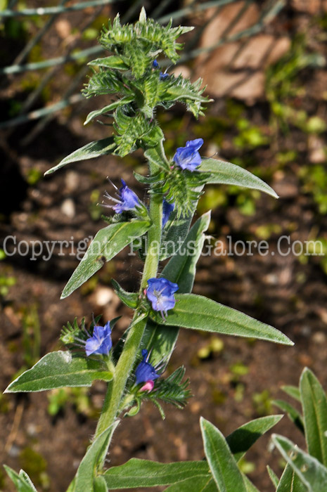 PGC-P-Echium-vulgare-aka-Blueweed-1