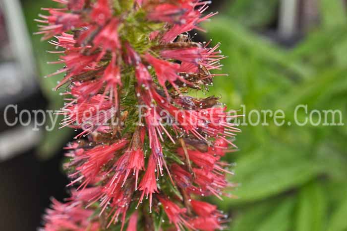 PGC-P-Echium-amoenum-Red-Feathers-2