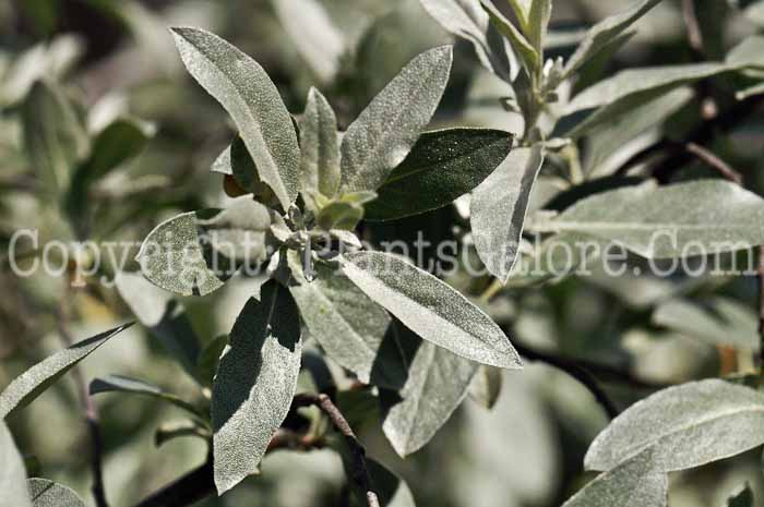 PGC-S-Elaeagnus-Quicksilver-001