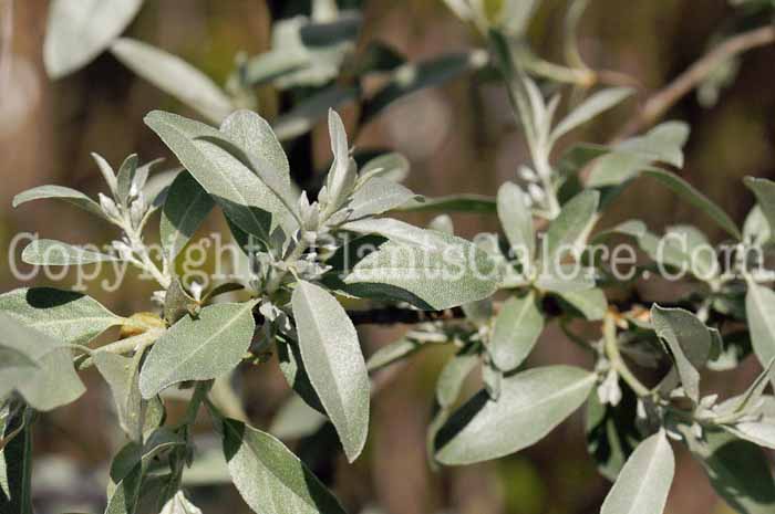 PGC-S-Elaeagnus-Quicksilver-002