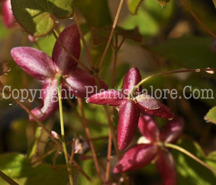 PGC-P-Epimedium-x-Rubrum-2