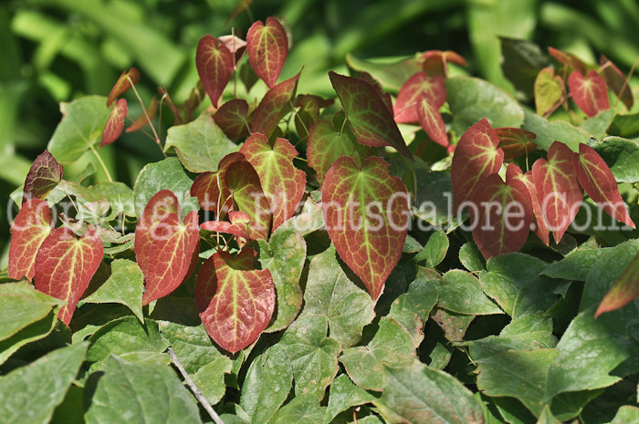 PGC-P-Epimedium-x-Rubrum-2011-002