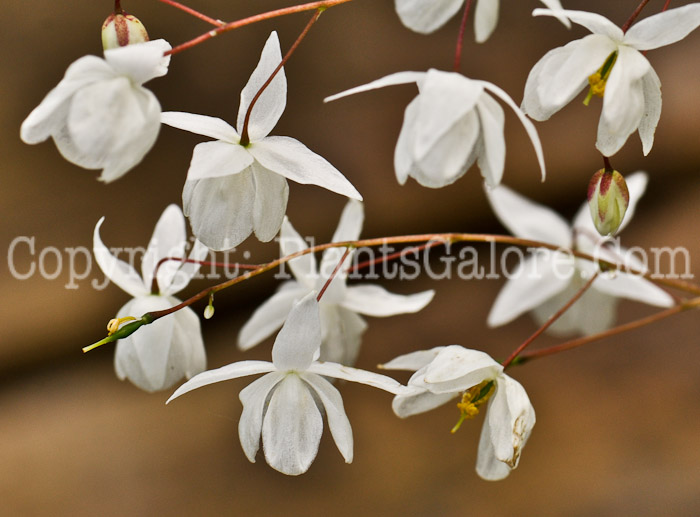 PGC-P-Epimedium-x-youngianum-2010-01