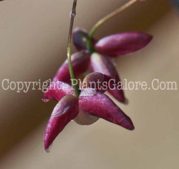 PGC-P-Epimedium-x-Rubrum-1