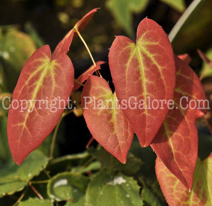 PGC-P-Epimedium-x-rubrum-2010-01