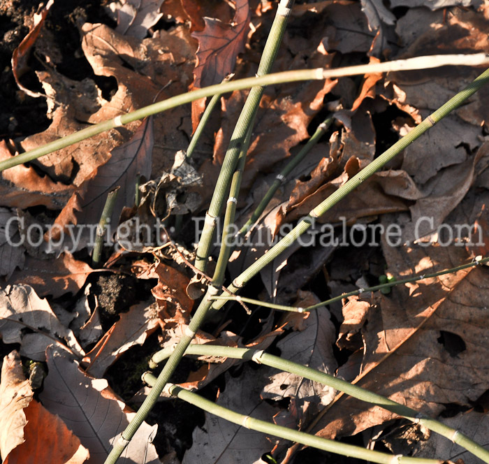 PGC-P-Equisetum-hyemale-aka-Scouring-Rush-1
