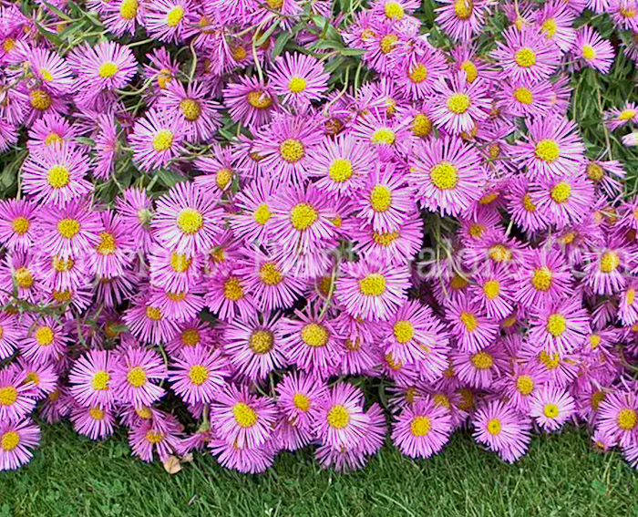 PGC-P-Erigeron-Unity-aka-Fleabane-1