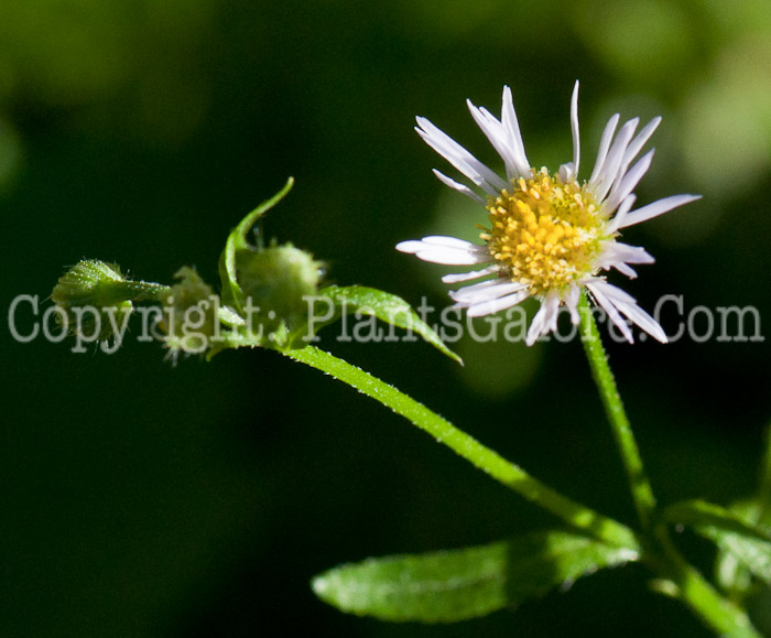 PGC-P-Erigeron-annuus-1013p-1