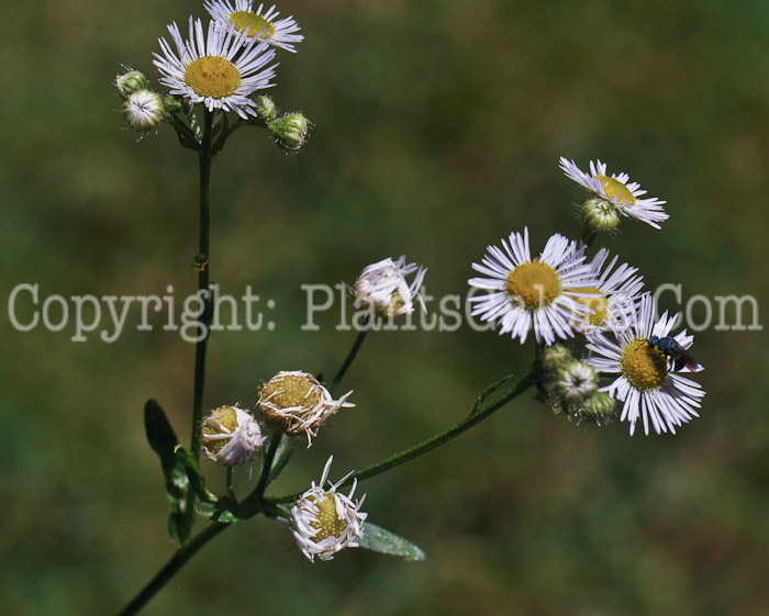 PGC-P-Erigeron-annuus-aka-Fleabane-_1