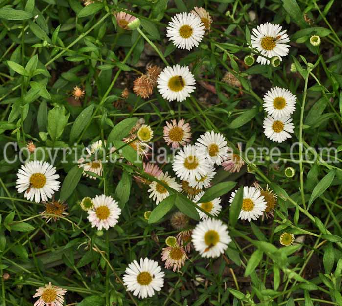 PGC-P-Erigeron-karvinskianus-aka-Fleabane-001