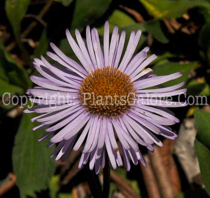 PGC-P-Erigeron-multiradiatus-aka-Fleabane-1