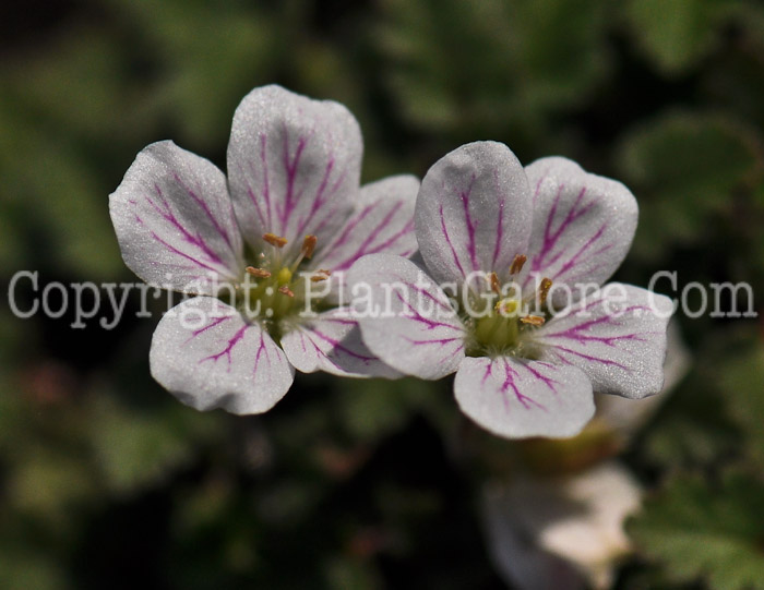 PGC-P-Erodium-reichardii-2012-2