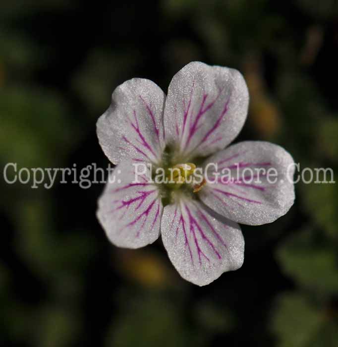 PGC-P-Erodium-reichardii-2012-3