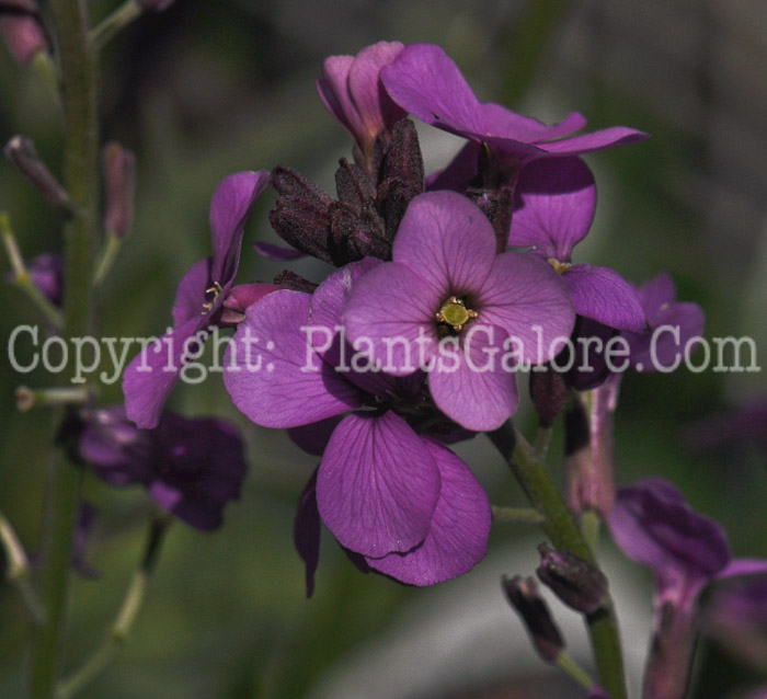 PGC-P-Erysimum-Bowles-Mauve-2011-02