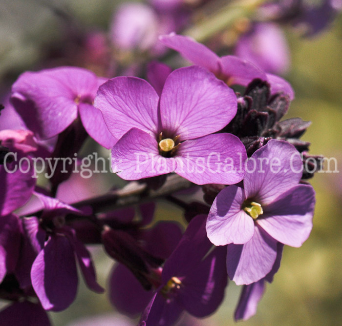 PGC-P-Erysimum-linifolium-Variegated-2010-02