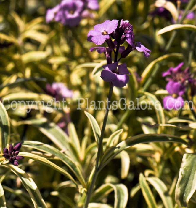 PGC-P-Erysimum-linifolium-Variegated-2010-03