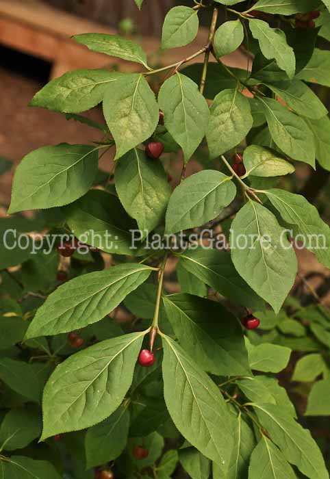 PGC-S-Euonymus-latifolius-2