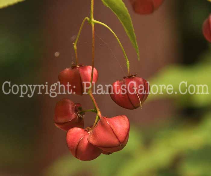 PGC-S-Euonymus-latifolius-3