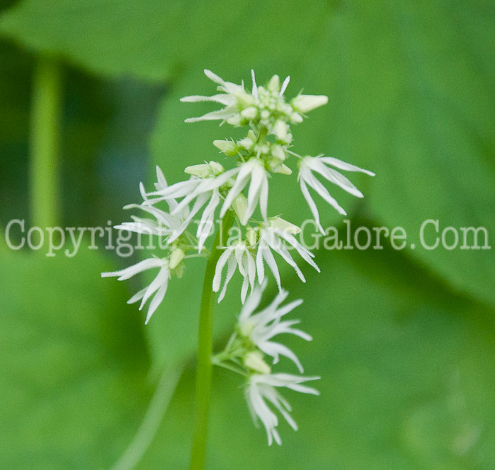 PGC-V-Echinocystis-lobata-aka-Wild-Cucumber-flower-2