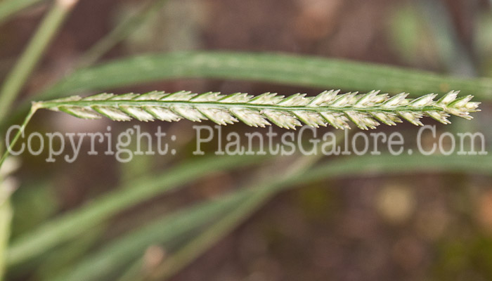 PGC-G-Eleusine-indica-aka-Goosegrass-1013k-4