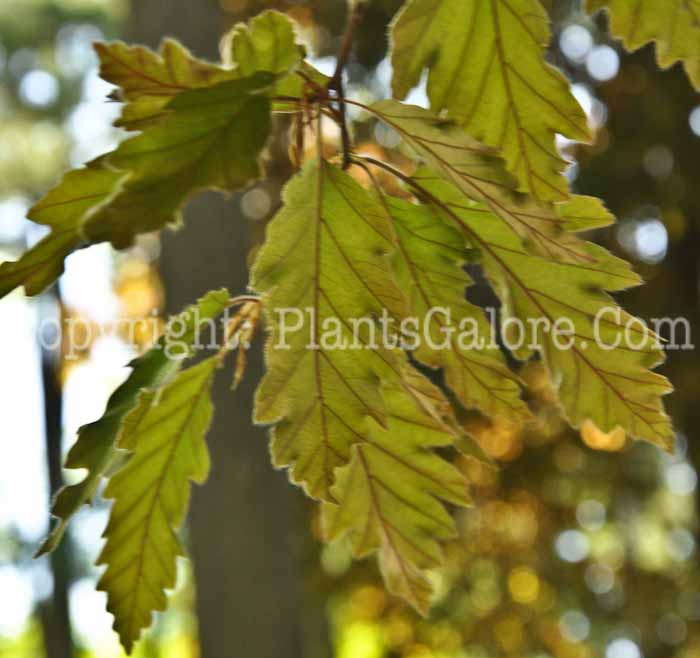 PGC-T-Fagus-sylvatica-Rohanii-2010-2