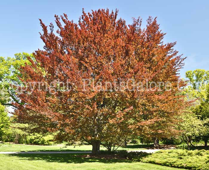 PGC-T-Fagus-sylvatica-purpleleaf-2010-1