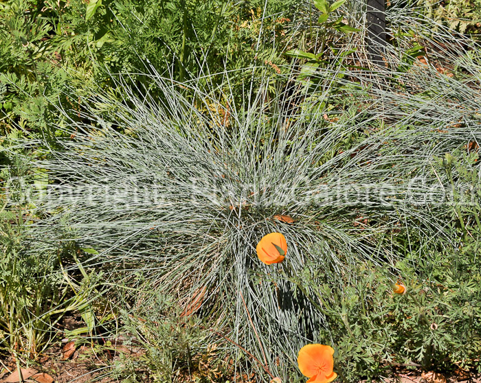 PGC-G-Festuca-idahoensis-2011-01