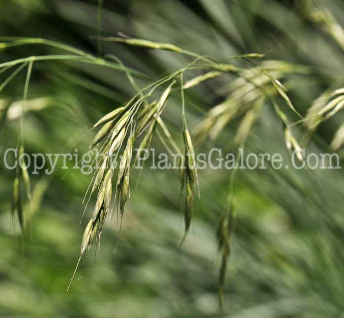 PGC-G-Festuca-cinerea-Elijah-Blue-01