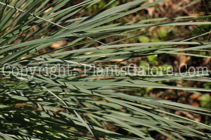 PGC-G-Festuca-cinerea-Elijah-Blue-04