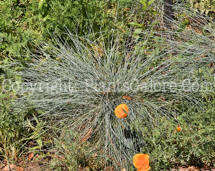 PGC-G-Festuca-idahoensis-2011-01