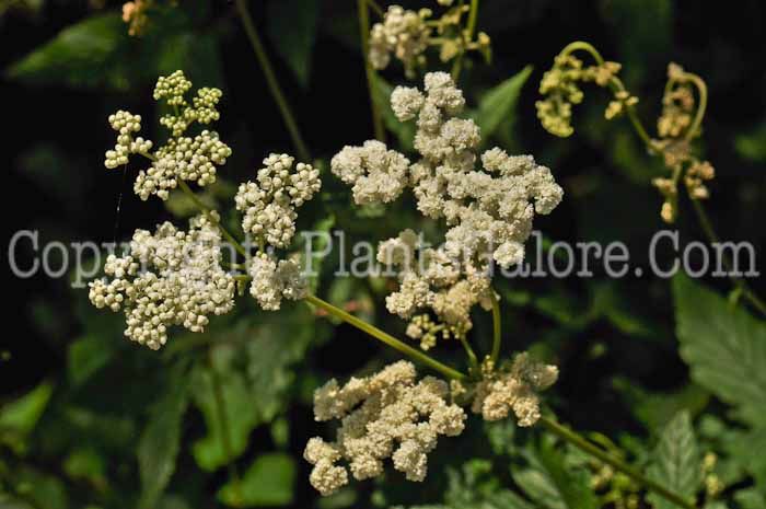 PGC-P-Filipendula-hexapetala-2010-02