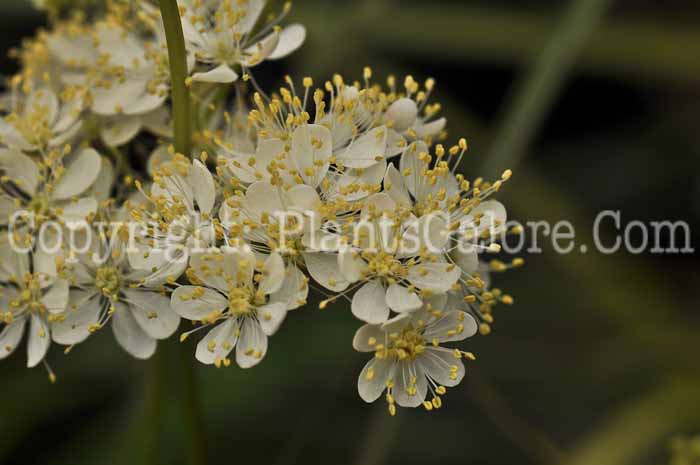 PGC-P-Filipendula-hexapetala-2010-04