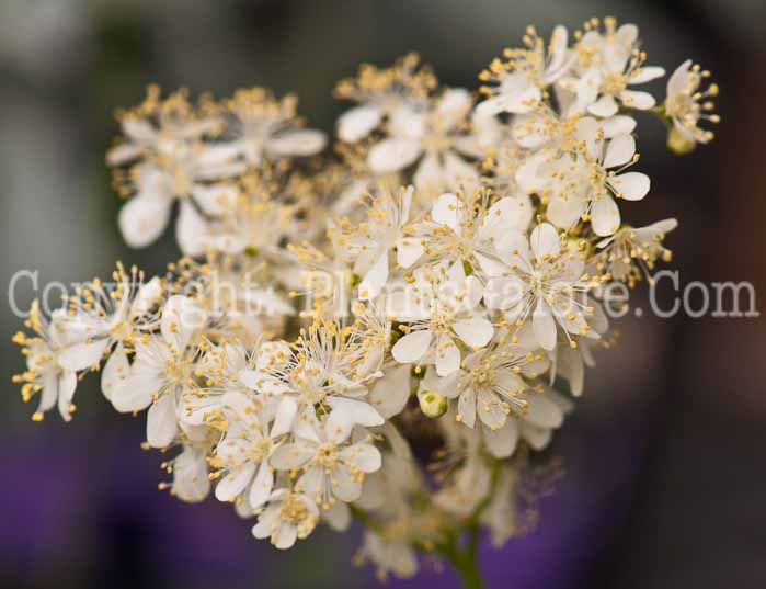 PGC-P-Filipendula-hexapetala-aka-Meadowsweet-1