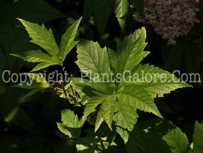 PGC-P-Filipendula-rubra-2010-05