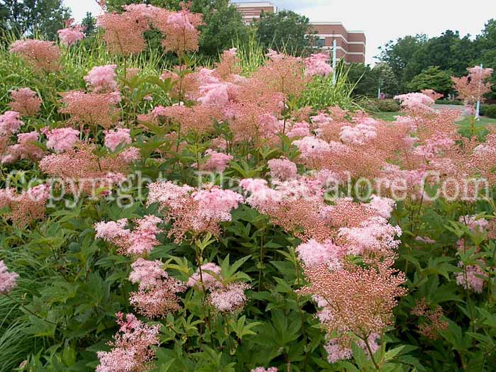 PGC-P-Filipendula-rubra-2010-06