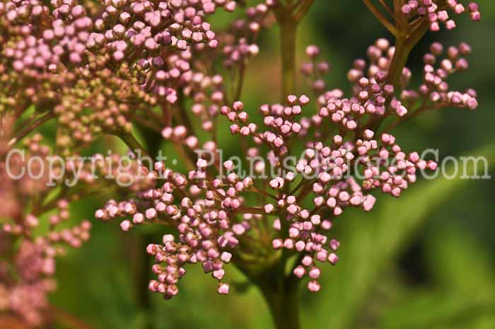 PGC-P-Filipendula-rubra-2010-09