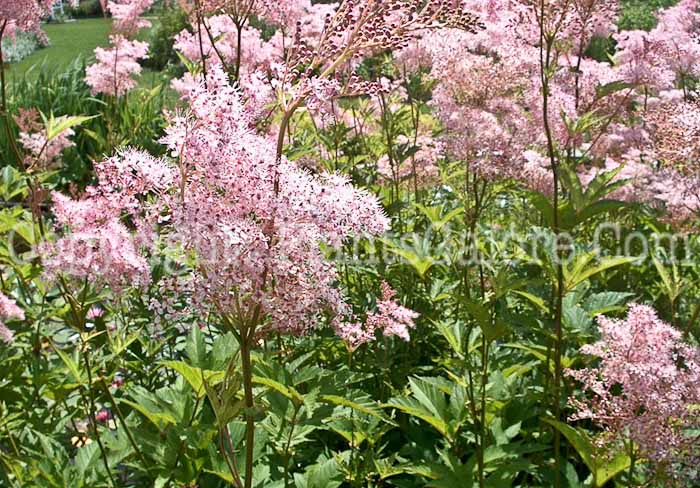 PGC-P-Filipendula-rubra-22