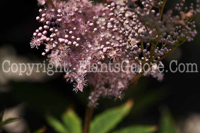 PGC-P-Filipendula-rubra-2-2010