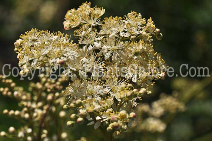 PGC-P-Filipendula-ulmaria-2011-002