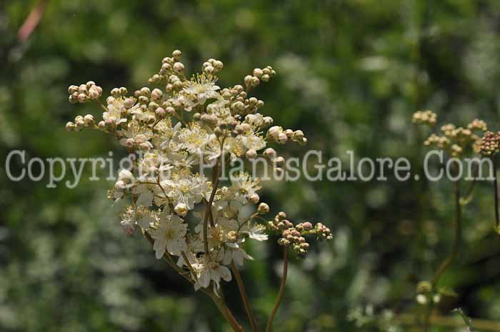 PGC-P-Filipendula-ulmaria-2011-004