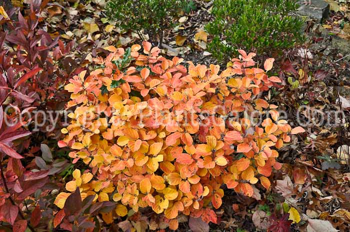 PGC-S-Fothergilla-gardenii-12