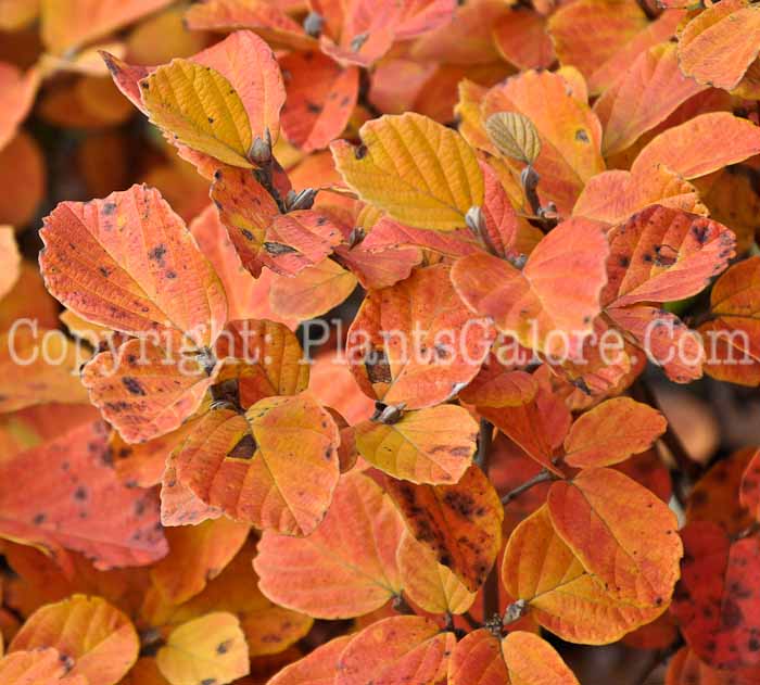 PGC-S-Fothergilla-gardenii-13