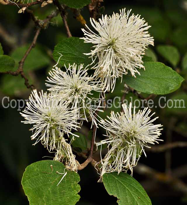 PGC-S-Fothergilla-monticola-Filoli-2011-06